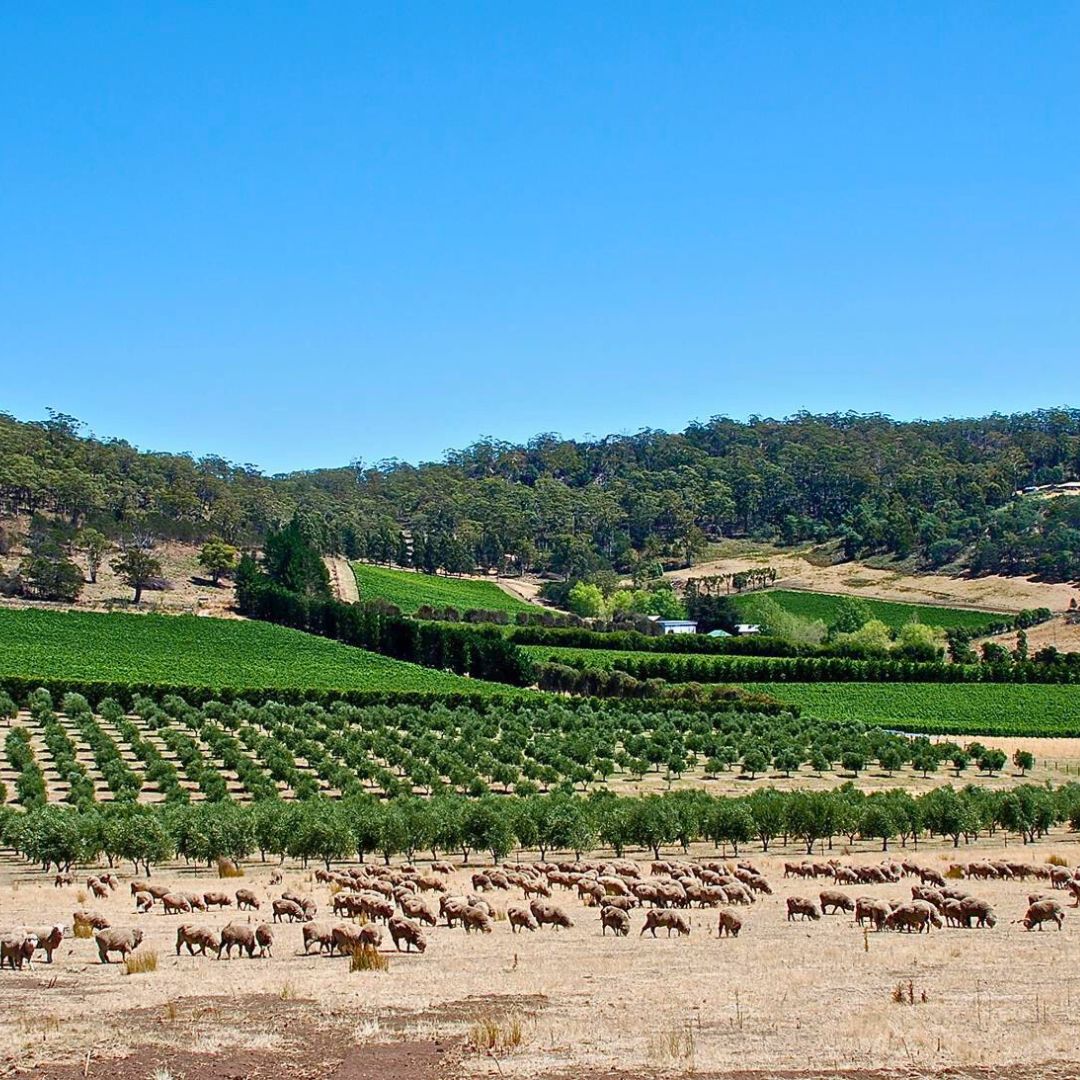 Freycinet Vineyard Vintage Car tours
