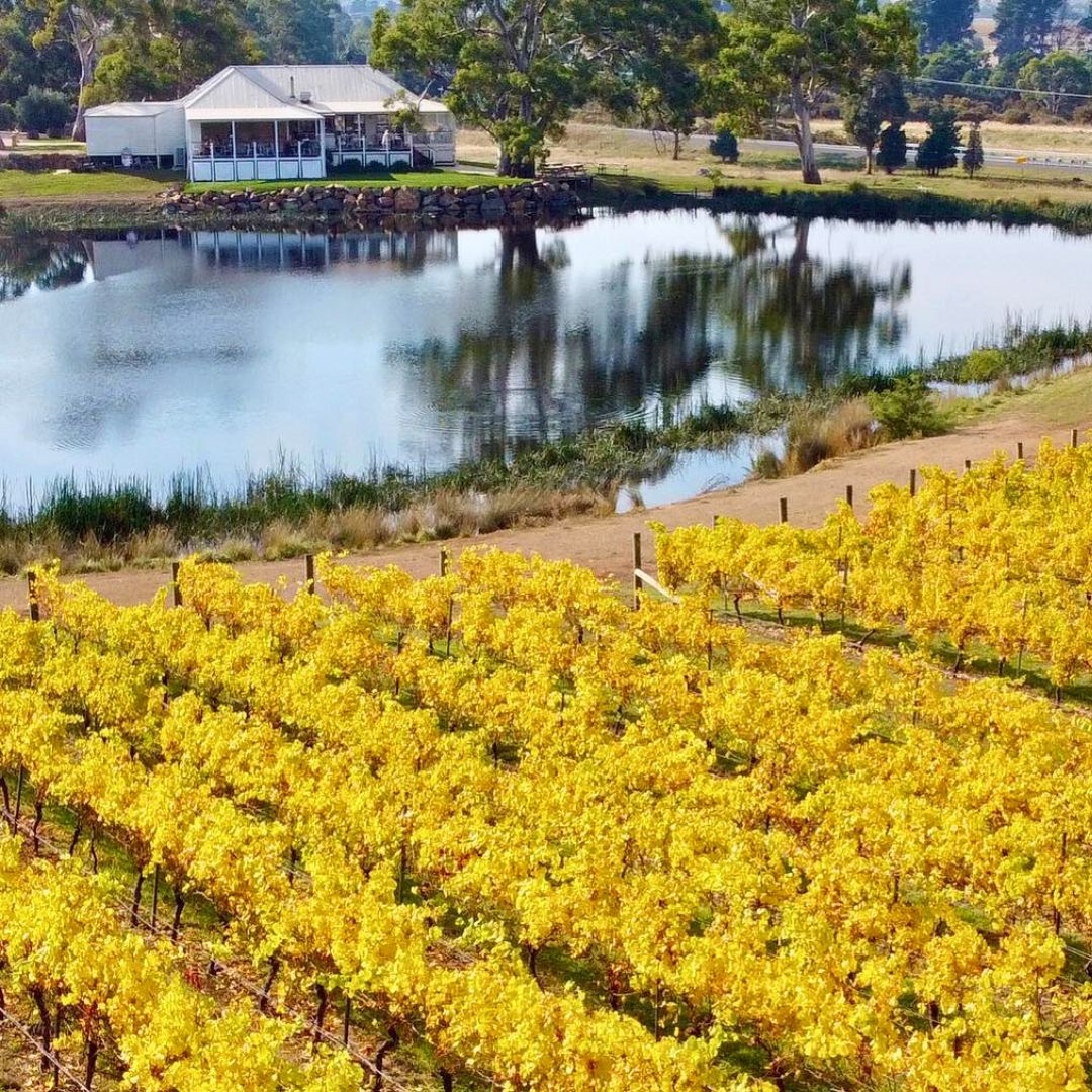 Milton Vineyard Vintage Car Tours Tasmania